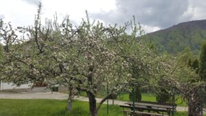 Cazare Bran Casa Panora - Primavara